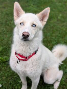 Skye -  Siberian Husky and German Shepherd Dog Dog for Adoption in Decatur, Illinois - Skye | PetCurious