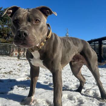 Pauly -  American Staffordshire Terrier and Mixed Breed Dog for Adoption in Louisville, Kentucky - Pauly | PetCurious