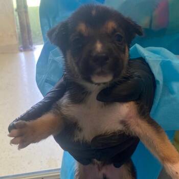 CHIRSTOBAL 3257 -  Terrier and Mixed Breed Dog for Adoption in Loxahatchee Groves, Florida - CHIRSTOBAL 3257 | PetCurious