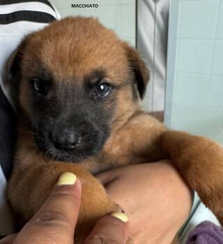 Border Collie and Labrador Retriever Dogs Available for Adoption in Houston, Texas - Adorable Puppy Trio Looking For Their Forever Homes! (WA-1995291 | PetCurious