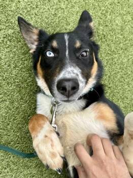 Nyela -  Mixed Breed Dog for Adoption in Wichita, Kansas - Nyela | PetCurious