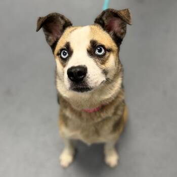 Effie -  Mixed Breed Dog for Adoption in Sarasota, Florida - Effie | PetCurious