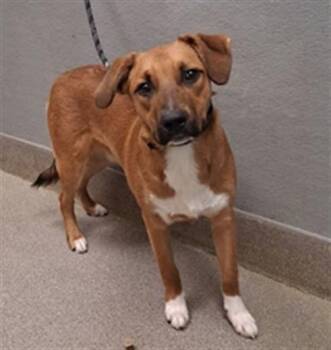 German Shepherd Dog and Golden Retriever Dogs Available for Adoption in Las Vegas, Nevada - HARDY | PetCurious