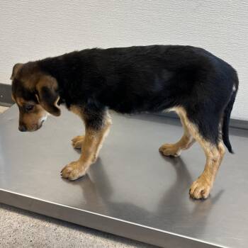 Blossom -  Mixed Breed Dog for Adoption in Las Cruces, New Mexico - Blossom | PetCurious