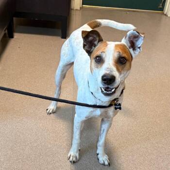 Ollie -  Jack Russell Terrier and Mixed Breed Dog for Adoption in Pasadena, California - Ollie | PetCurious