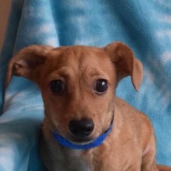 Sonny -  Chihuahua Dog for Adoption in Eureka, California - Sonny | PetCurious