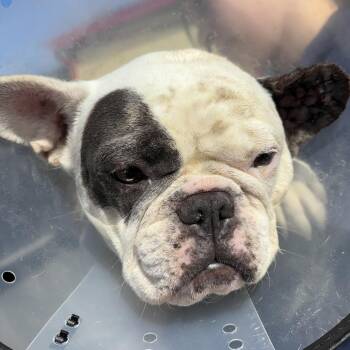 Bella -  French Bulldog Dog for Adoption in Sonoma, California - Bella | PetCurious