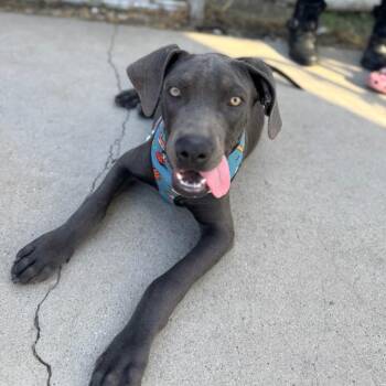 Scout -  Pit Bull Terrier and Doberman Pinscher Dog for Adoption in Long Beach, California - Scout | PetCurious