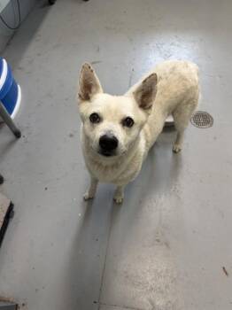 Australian Cattle Dog Blue Heeler and Mixed Breed Dogs Available for Adoption in Corpus Christi, Texas - FLOUNDER | PetCurious