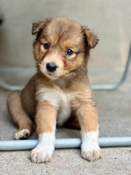 Chickadee -  Australian Cattle Dog Blue Heeler Dog for Adoption in Paso Robles, California - Chickadee | PetCurious