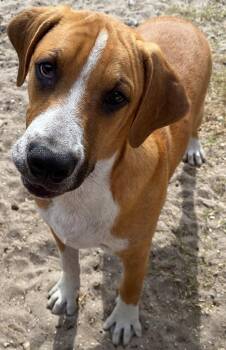 Marley -  Hound Dog for Adoption in Sanford, Florida - Marley | PetCurious