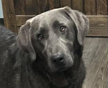 Weimaraner and Labrador Retriever Dogs Available for Adoption - Pierce | PetCurious