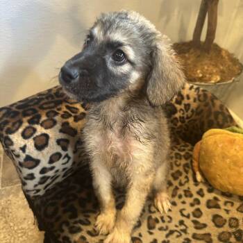 Quarterback -  Great Pyrenees and German Shepherd Dog Dog for Adoption in Eureka Springs, Arkansas - Quarterback | PetCurious