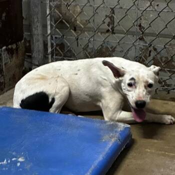 PBA-Stray-11735 -  Mixed Breed Dog for Adoption in Pine Bluff, Arkansas - PBA-Stray-11735 | PetCurious