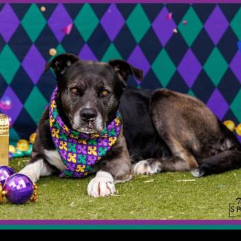 FWT Betty (Brazil) -  Black Labrador Retriever Dog for Adoption in Midland, Texas - FWT Betty (Brazil) | PetCurious