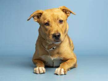 Pit Bull Terrier Dogs Available for Adoption - SPROUT | PetCurious