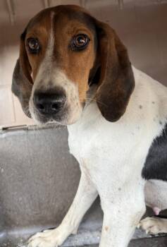 Laurel -  Hound and Foxhound Dog for Adoption in Heathsville, Virginia - Laurel | PetCurious