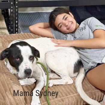 Austin -  Pointer and Great Pyrenees Dog for Adoption in Lewisville, Texas - Austin | PetCurious