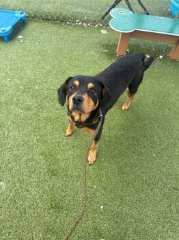 A185603 -  Labrador Retriever and Mixed Breed Dog for Adoption in Pasadena, Texas - A185603 | PetCurious