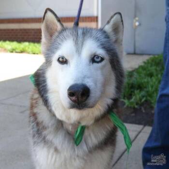 Husky Dogs Available for Adoption in Washington, District Of Columbia - Sapphire | PetCurious