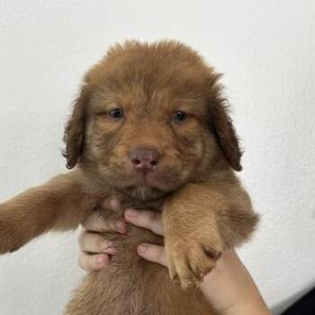 Ewok puppy 6 -  Golden Retriever and Border Collie Dog for Adoption in San Juan, San Juan - Ewok Puppy 6 | PetCurious
