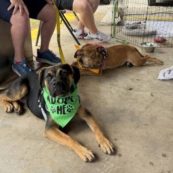 Terrier and Mixed Breed Dogs Available for Adoption - Zeus | PetCurious