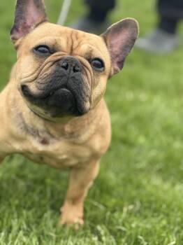 French Bulldog Dogs Available for Adoption in Hamilton, Ontario - Ella | PetCurious