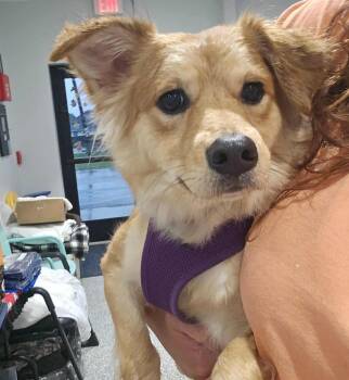 Rescue Mixed Breed Dogs for Adoption in Republic, Missouri - Vixen | PetCurious