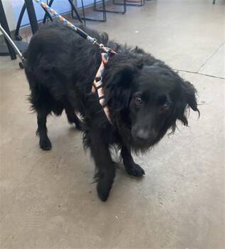 ANNIE -  Mixed Breed Dog for Adoption in Dallas, Texas - ANNIE | PetCurious