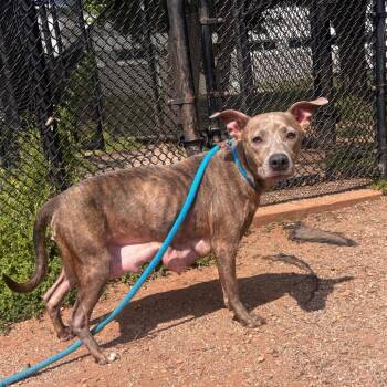 Pit Bull Terrier Dogs Available for Adoption in York, Pennsylvania - Chupacabra | PetCurious
