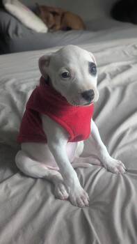Tasha -  Labrador Retriever Dog for Adoption in The Woodlands, Texas - Tasha | PetCurious