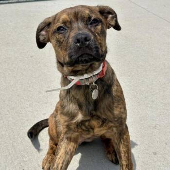 Nicholson -  Mixed Breed Dog for Adoption in Matteson, Illinois - Nicholson | PetCurious
