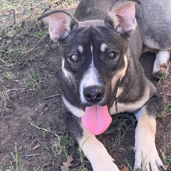 Ranger fka Balto -  Husky and Mixed Breed Dog for Adoption in Denison, Texas - Ranger Fka Balto | PetCurious