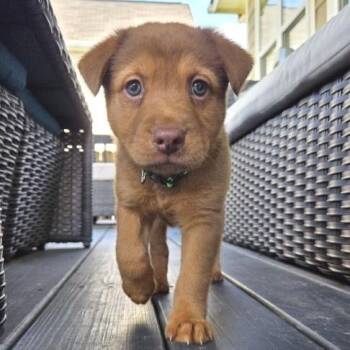 Shepherd and Hound Dogs Available for Adoption - Minestrone | PetCurious