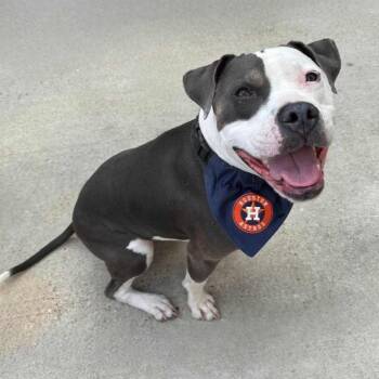 American Staffordshire Terrier Dogs Available for Adoption in Houston, Texas - Brad | PetCurious