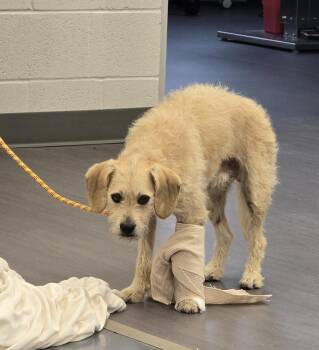 Terrier Dogs Available for Adoption in Evansville, Indiana - Coltran | PetCurious