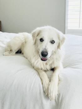 Amazing Yvonna -  Great Pyrenees Dog for Adoption in Burlington, North Carolina - Amazing Yvonna | PetCurious