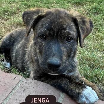 Jenga -  Staffordshire Bull Terrier and Mixed Breed Dog for Adoption in San Diego, California - Jenga | PetCurious