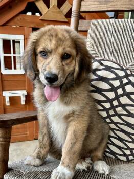 Great Pyrenees and Golden Retriever Dogs Available for Adoption - SAM | PetCurious