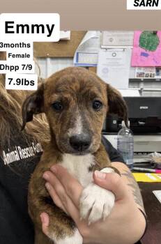 Emmy -  Greyhound Dog for Adoption in Bull Valley, Illinois - Emmy | PetCurious