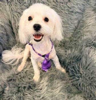 Archie -  Maltipoo Dog for Adoption in Henderson, Nevada - Archie | PetCurious