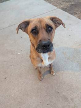 Black Mouth Cur Dogs Available for Adoption in Fort Collins, Colorado - Winnie | PetCurious