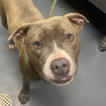 Mixed Breed Dogs Available for Adoption in Allentown, Pennsylvania - Navy | PetCurious