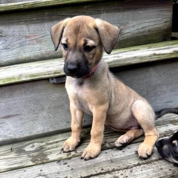 German Shepherd Dog and Golden Retriever Dogs Available for Adoption in Potomac, Maryland - Dolly | PetCurious