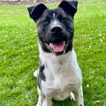 Rescue Akita Dogs for Adoption in Dayton, Ohio - Tony | PetCurious