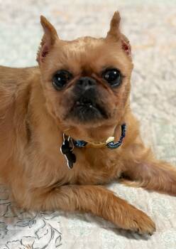 Erin -  Brussels Griffon Dog for Adoption in Lisbon, Iowa - Erin | PetCurious