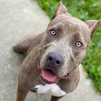 Vesper -  Pit Bull Terrier Dog for Adoption in Effingham, Illinois - Vesper | PetCurious