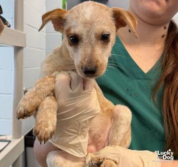 Gore -  Beagle and Cattle Dog Dog for Adoption in Washington, District Of Columbia - Gore | PetCurious