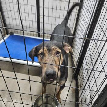 Rescue Labrador Retriever Dogs for Adoption in Muscatine, Iowa - Fender | PetCurious