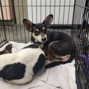 Scrappy -  Chihuahua and Dachshund Dog for Adoption in Evensville, Tennessee - Scrappy | PetCurious